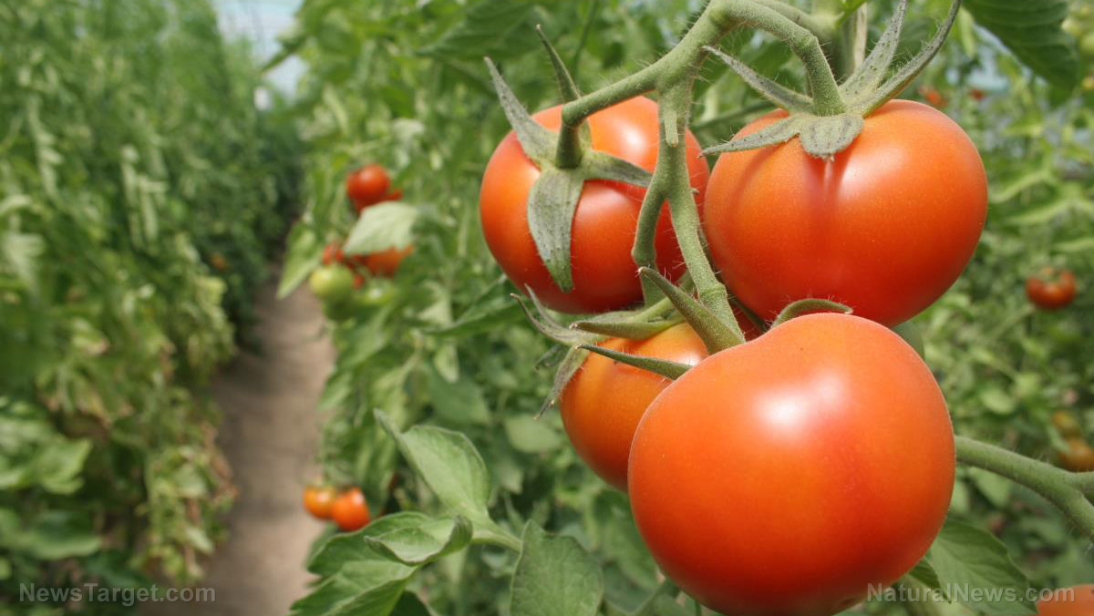 Tomato plants grown in heavy metal contaminated soil found